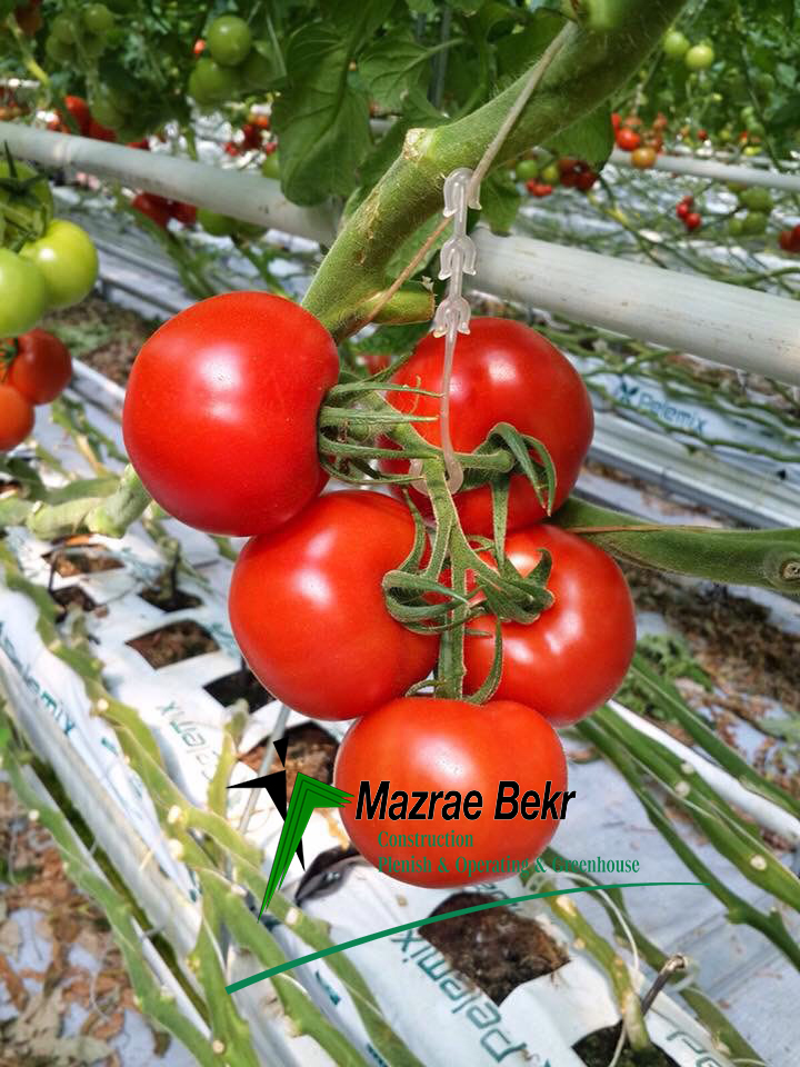 کشت-گوجه-فرنگی-گلخانه-ای-1 کشت-گوجه-فرنگی-گلخانه-ای-1 کشت گوجه فرنگی گلخانه ای گوجه فرنگی گلخانه ای – کاشت ، داشت ، برداشت ، صادرات گوجه فرنگی گلخانه ای – کاشت ، داشت ، برداشت ، صادرات 1