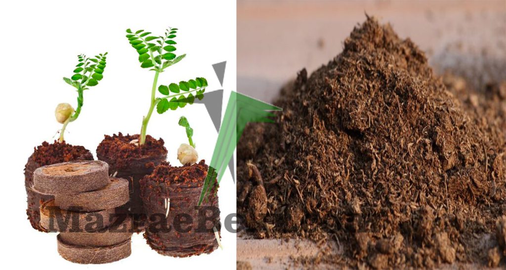 What is Peat Moss and Where to Use it?