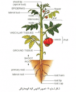 گوجه فرنگی گلخانه ای مزرعه بکر